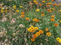 Festung Quasr al-Azraq