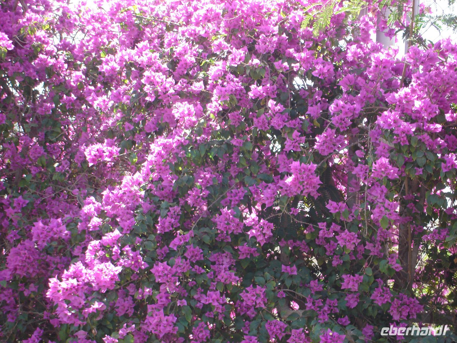 Am Toten Meer: Blumen Hotel