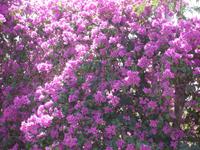 Am Toten Meer: Blumen Hotel