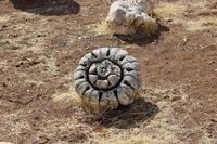 025 – Amman, Zitadelle