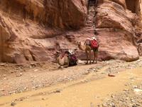 Petra - Transportmittel