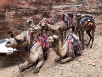 Petra - Transportmittel