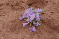 Flora in kargen Landschaft von Petra