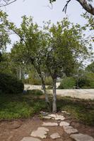 Baumpflanzung für Oskar Schindler