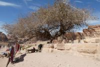 ein Baum am Wegesrand