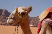 ich bin ein Dromedar