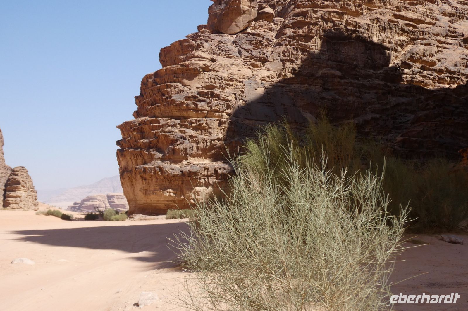 Tamariske im Wadi Rum