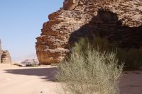 Tamariske im Wadi Rum