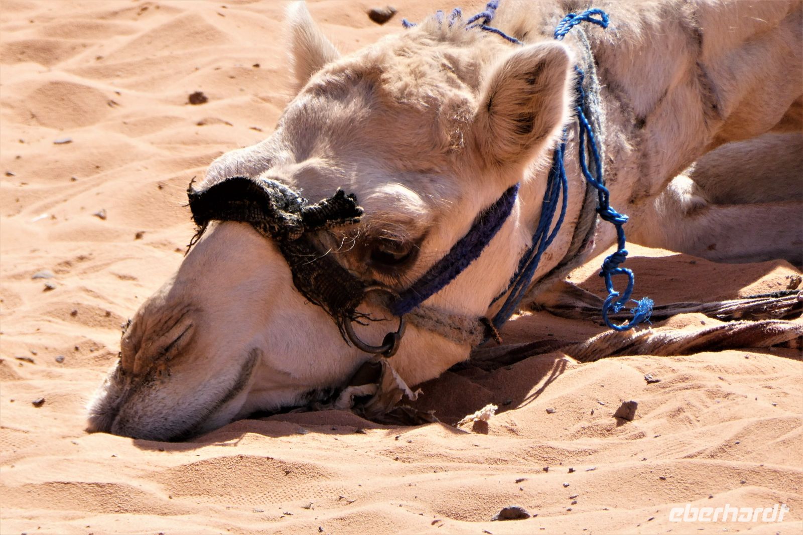 Tiefenentspannung dromedarisch