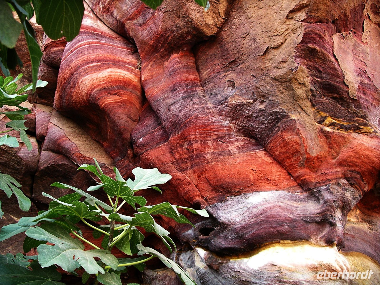 Bunte Vielfalt in Petra
