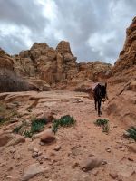 Petra - Wanderung Wadi al Farasa-Trail