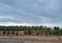 Totes Meer - Dattelpalmen-Plantage