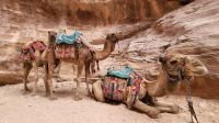Rundreise Jordanien - Kamele in der Felsenstadt Petra