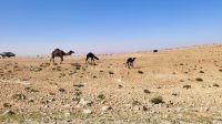 Rundreise Jordanien - Begegnungen mit Kamelen