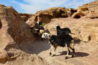 204 – Petra