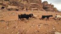 Jordanien, Ziegenherde auf unserer Wanderung