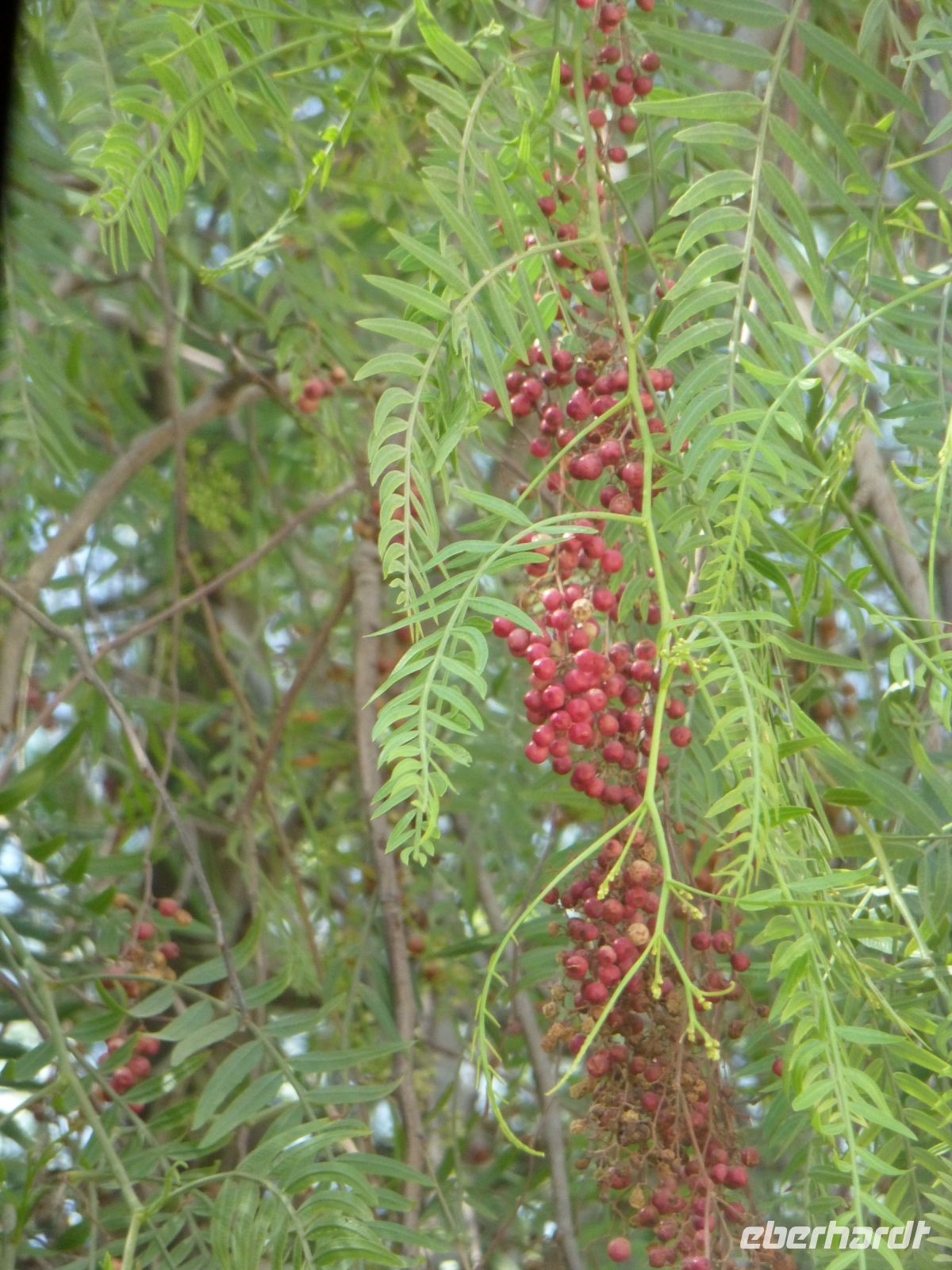 ... an dem Baum wachsen Pfefferkörner.