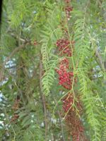 ... an dem Baum wachsen Pfefferkörner.