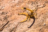 Jordanien, Dana Naturreservat, gelber, hochgiftiger Skorpion