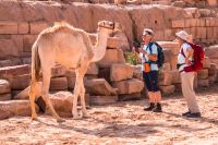 Jordanien, Petra, junges Kamel weckt Interesse