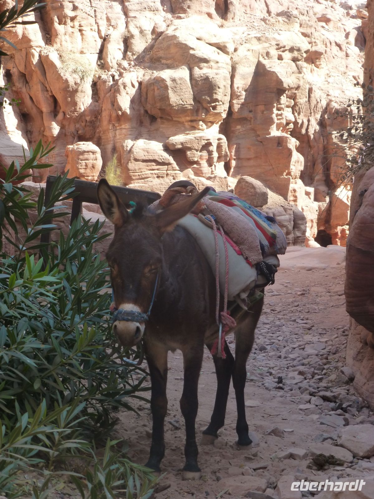 Der dienstbare Esel steht bereit, denn nicht jeder schätzt den Aufstieg richtig ein.