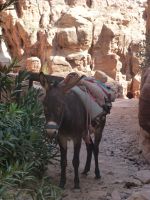 Der dienstbare Esel steht bereit, denn nicht jeder schätzt den Aufstieg richtig ein.