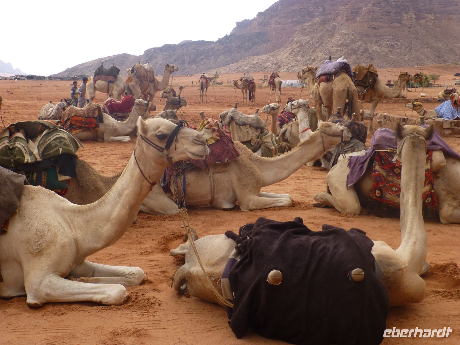 Eine Karawane konnte bis zu 1000 Tiere umfassen und jedes trug bis zu 250 kg.