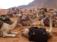 Eine Karawane konnte bis zu 1000 Tiere umfassen und jedes trug bis zu 250 kg.