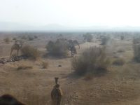 Es gibt sie: wilde Dromedare, durchs Busfenster gesehen.