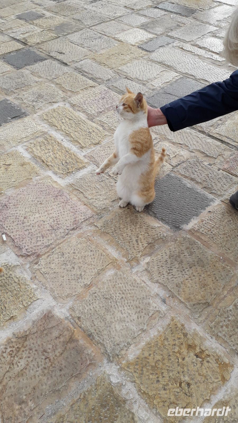 ...und liebte es, gestreichelt zu werden;-)