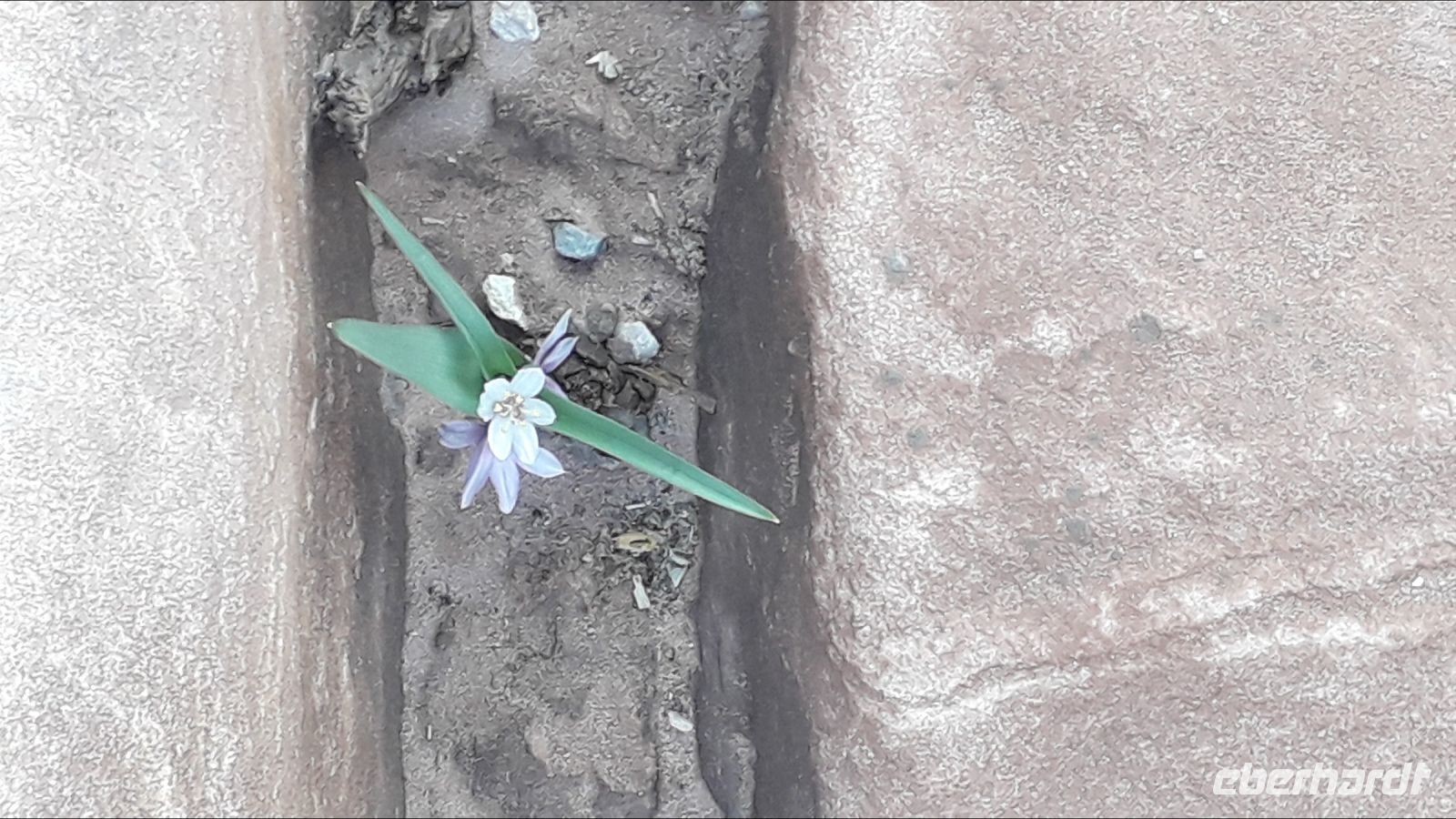 Zwischen den Stufen auf dem Weg zum Klostergrab entdeckt