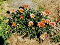 Tag 2 11.03.2023 Qausir Azraq