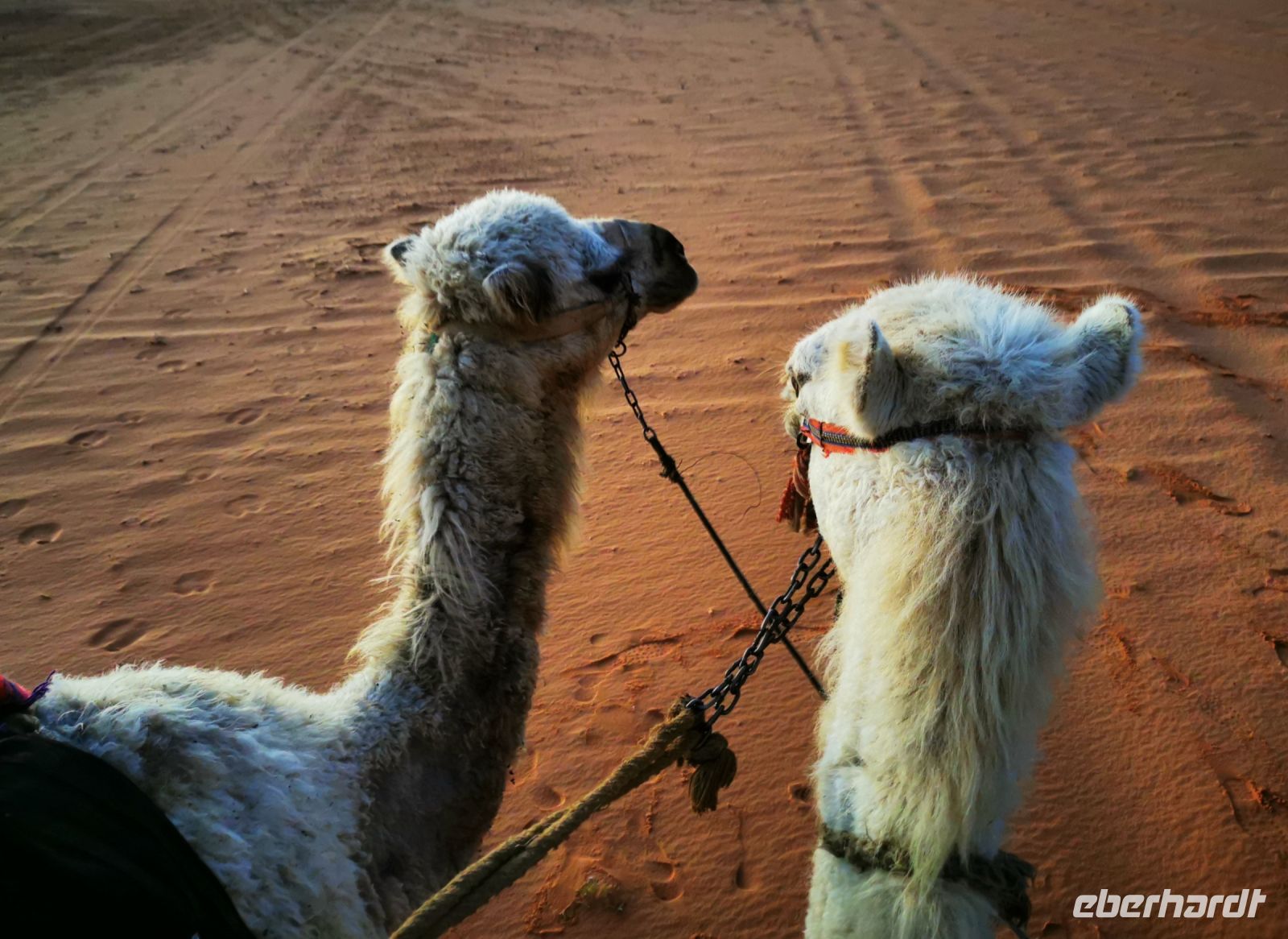 Tag 7 16.03.2023 Kamelritt in den Sonnenaufgang