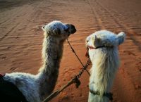 Tag 7 16.03.2023 Kamelritt in den Sonnenaufgang