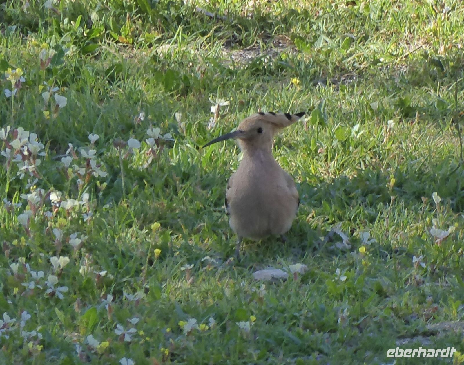 Tag 2 11.03.2023 Amman, Citadelle, Wiedehopf