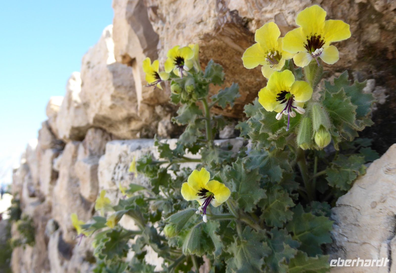 Tag 2 11.03.2023 Amman, Citadelle