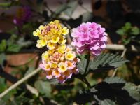 Tag 3 12.03.2023 Jerash 