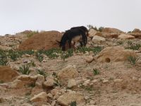 Tag 5 14.03.2023 Petra 