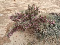 Tag 6 15.03.2023 Petra, Die Wüste lebt 