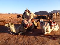 Tag 7 16.03.2023 Kamelritt in den Sonnenaufgang  