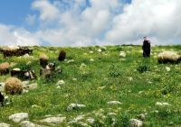Nach reichlich Regen ist der Norden Jordaniens üppig grün und die Schafe und Ziegen freuen sich, Jerash