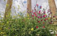 Die Wiesen blühen im Norden üppig, Bienen summen, Schmetterlinge fliegen, Frühling pur in Jordanien