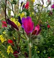Blumenpracht in Nordjordanien
