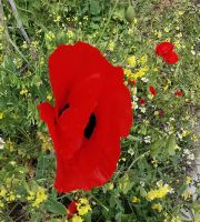 Mohnblumen schaukeln im Wind, Ajlun