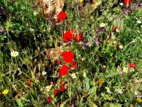 Es hat diesen Winter viel geregnet und die Wiesen hier im Norden sind üppig grün