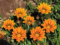 Es blüht mitten in der Wüste