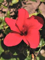 Hibiskus in der Wüste