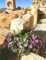 Kreuzritterburg in Kerak