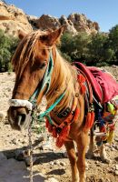 Schön geschmücktes Pferd