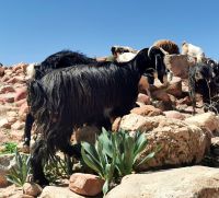 Die Ziegen streifen durch die Felsenstadt